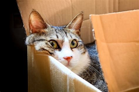 Where Can I Recycle Books and Why Do Cats Love Cardboard Boxes?